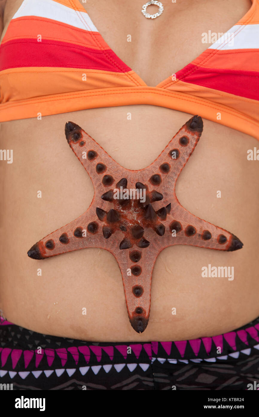 A Horned Sea Star, Protoreaster nodosus, laying on top of a woman's stomach at Pandan Island, Palawan, Philippines. Stock Photo