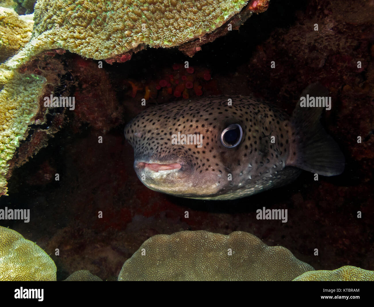 Thailand on Koh Yao Yai - puffer fish in the Andaman Sea Stock Photo