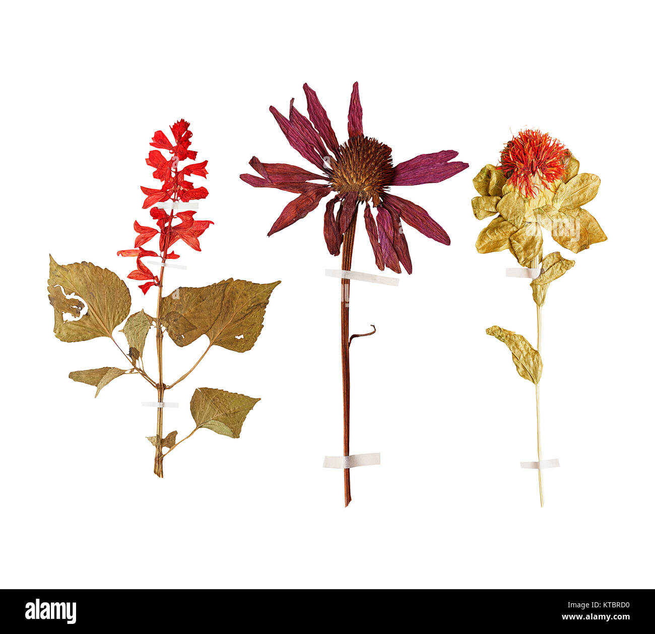 Set of wild dry pressed flowers and leaves Stock Photo Alamy