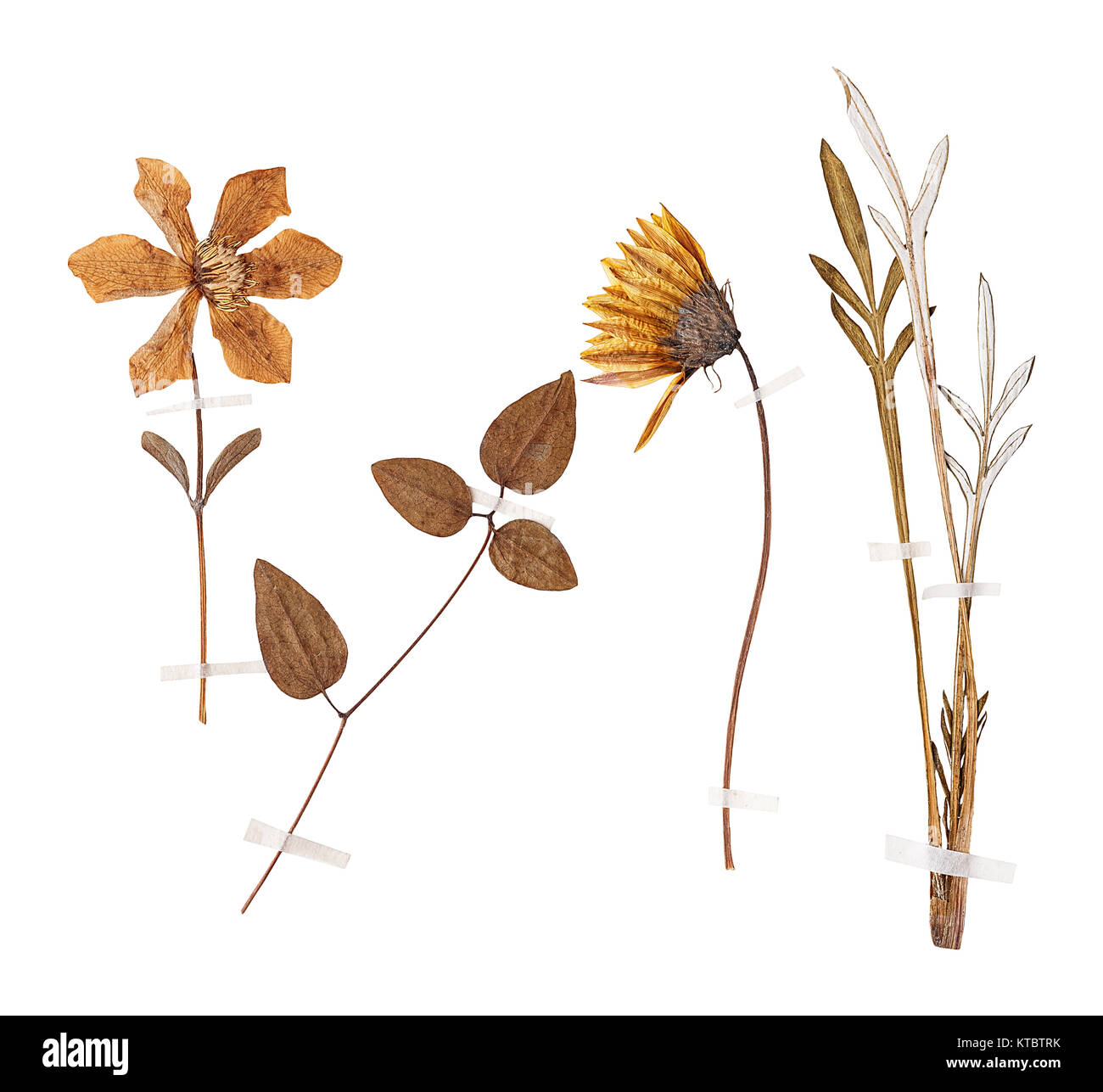 Set of wild dry pressed flowers and leaves Stock Photo Alamy