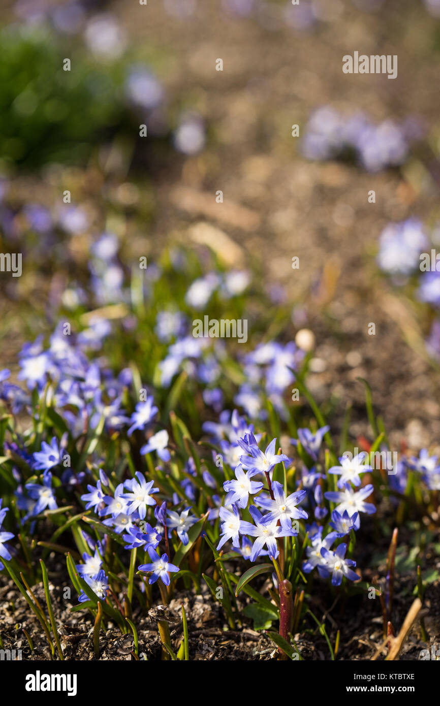Glory of the snow. Chionodoxa. One of the very earliest signs of spring is when the glory of the snow emerges with its magnificent blue star-shaped petals and white center Stock Photo