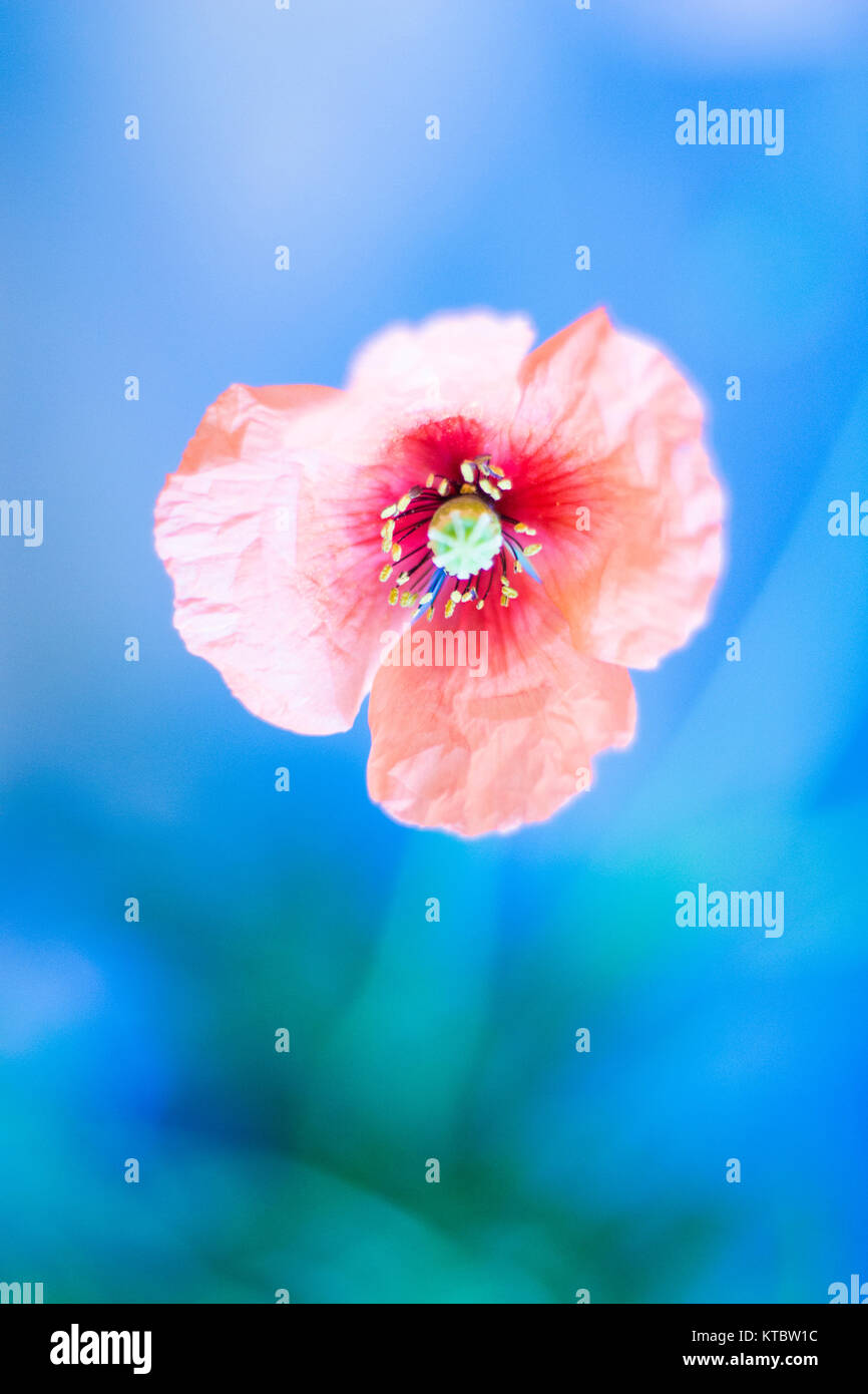 Poppy flower in blue background / soft focus Stock Photo