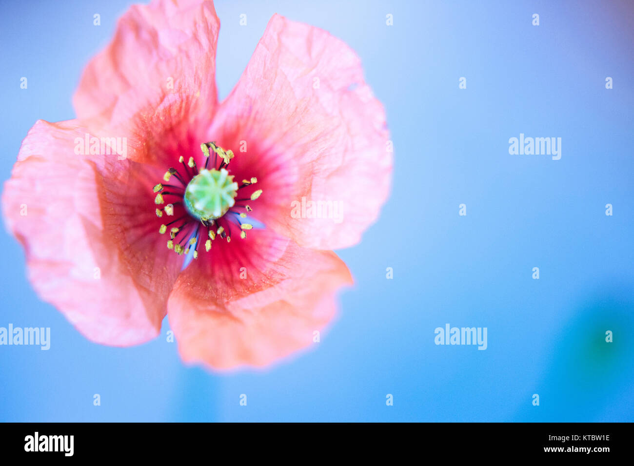 Poppy flower in blue background / soft focus Stock Photo