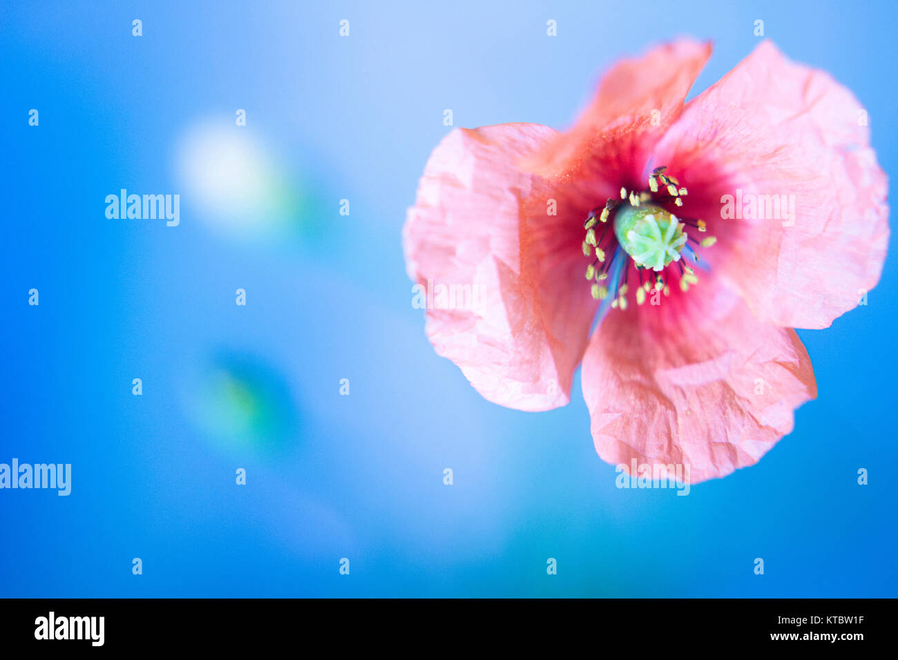 Poppy flower, seed and a bud in blue background / soft focus Stock Photo