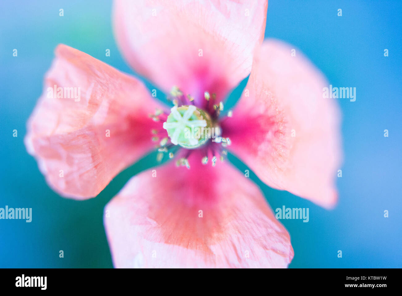 Poppy flower in blue background / soft focus Stock Photo