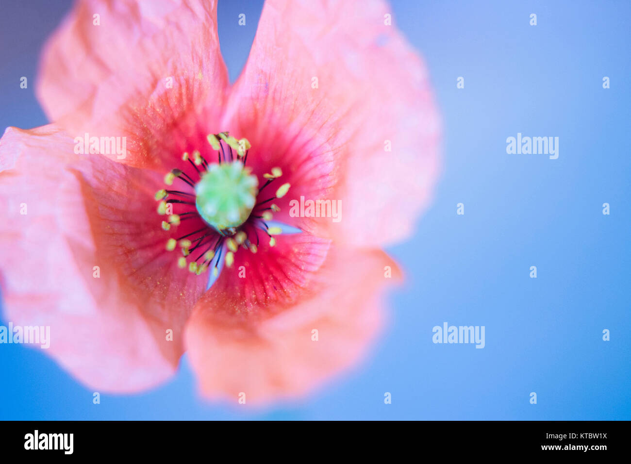 Poppy flower in blue background / soft focus Stock Photo