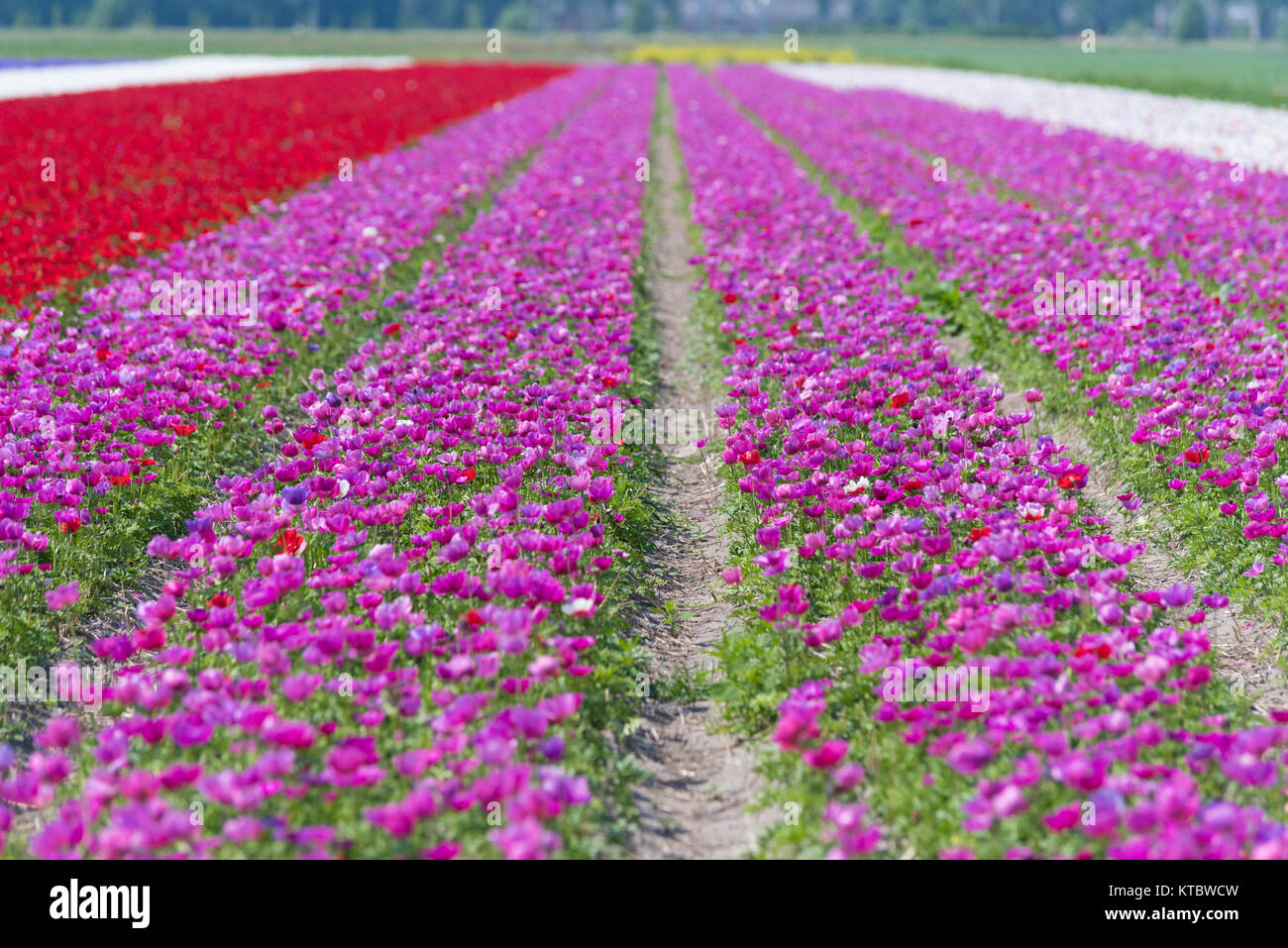 rows of blooming flowers Stock Photo - Alamy