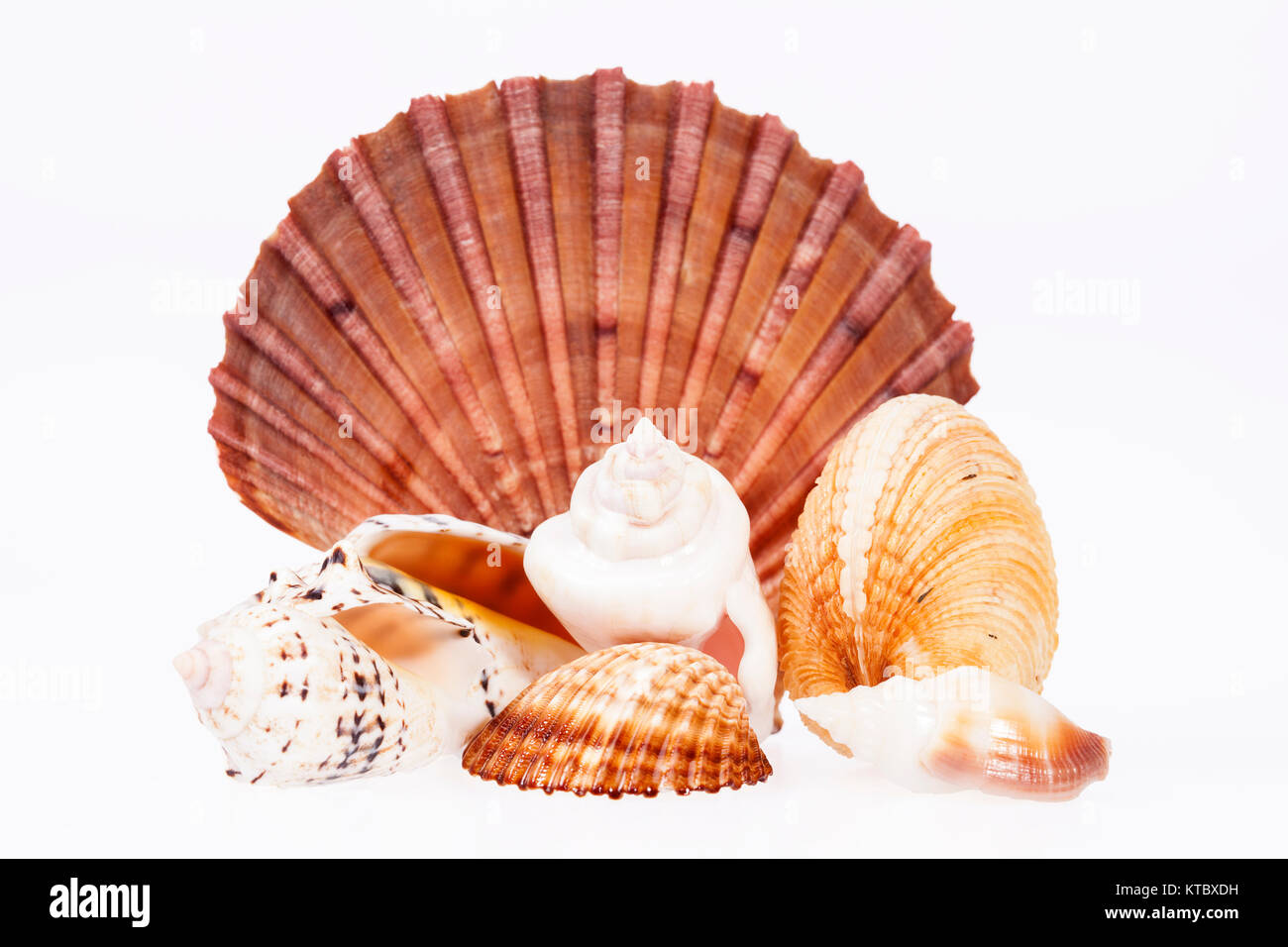 various kind of seashells isolated  on white background Stock Photo