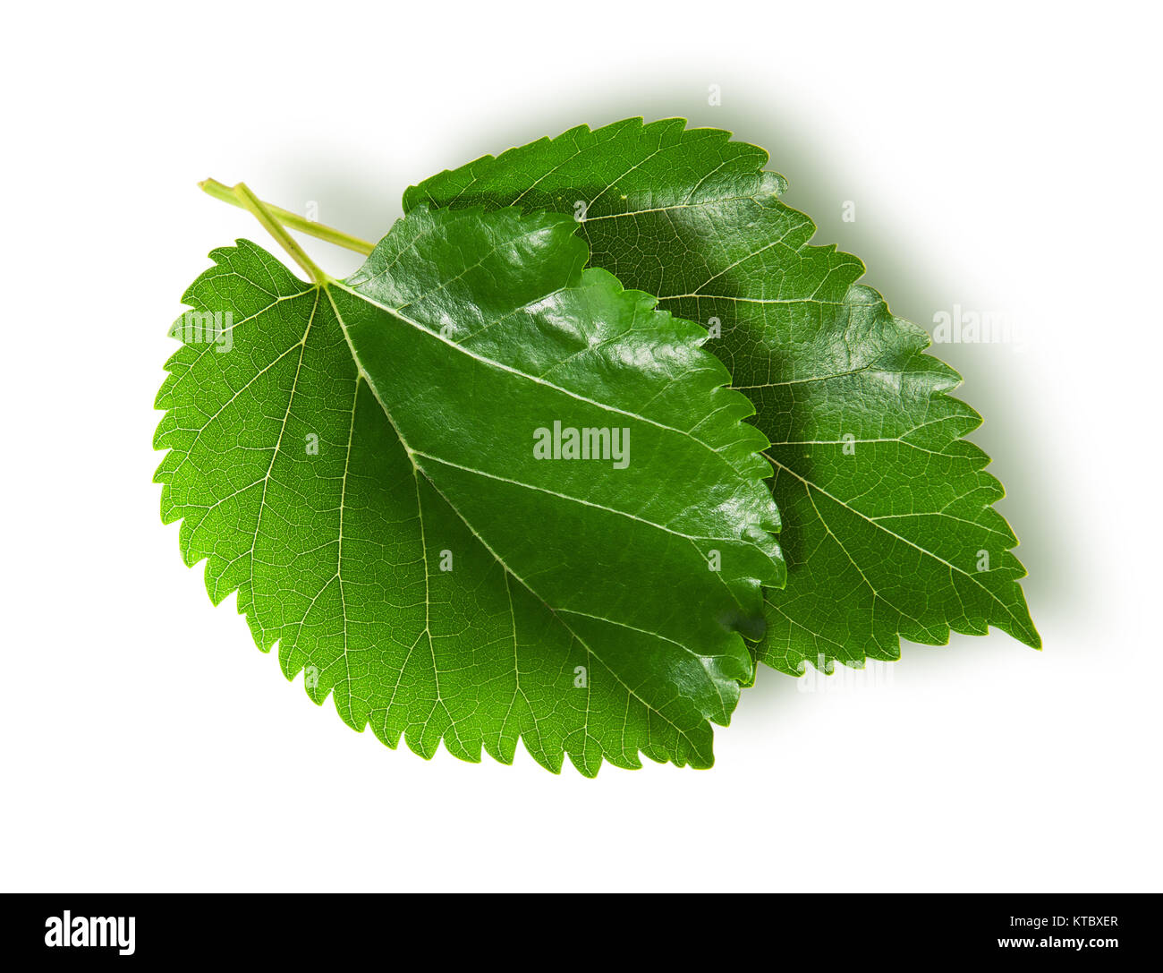 Fresh green leaves shaping hi-res stock photography and images - Alamy