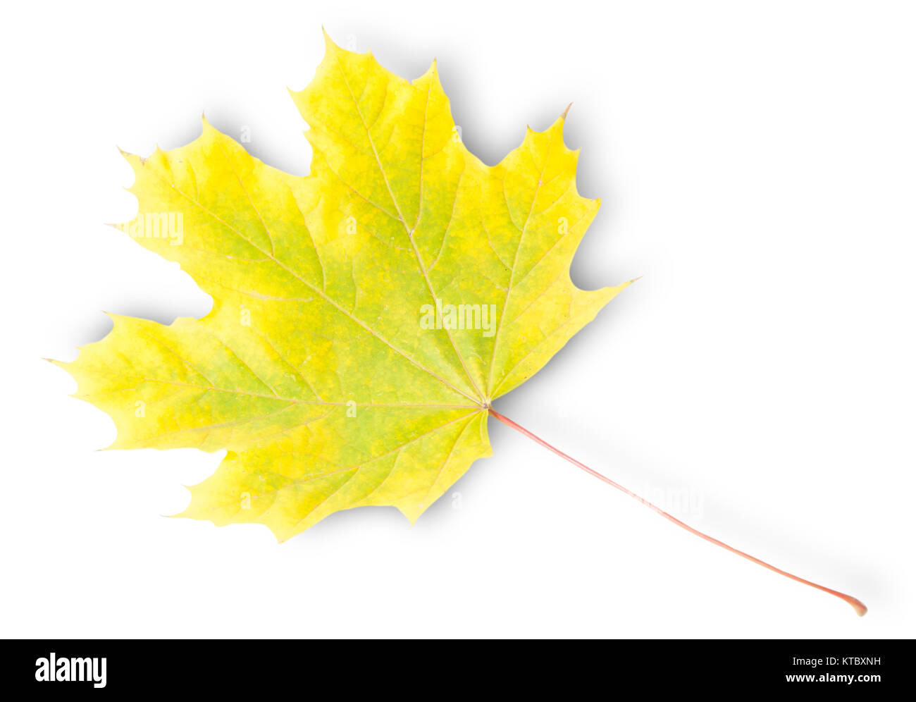 Maple leaf art hi-res stock photography and images - Alamy
