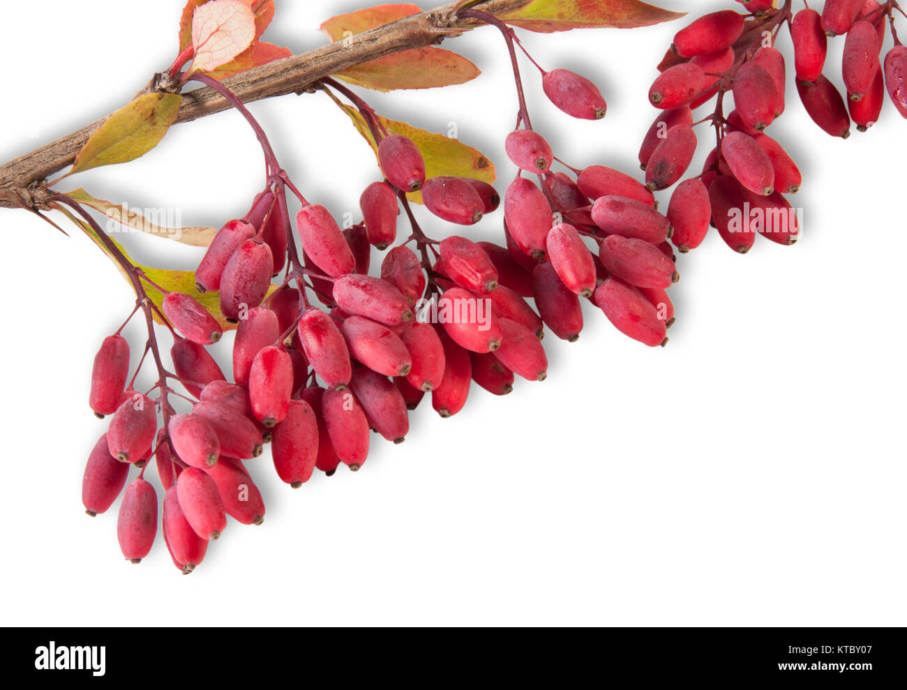 Ripe Barberry On A Branch Close-Up Stock Photo