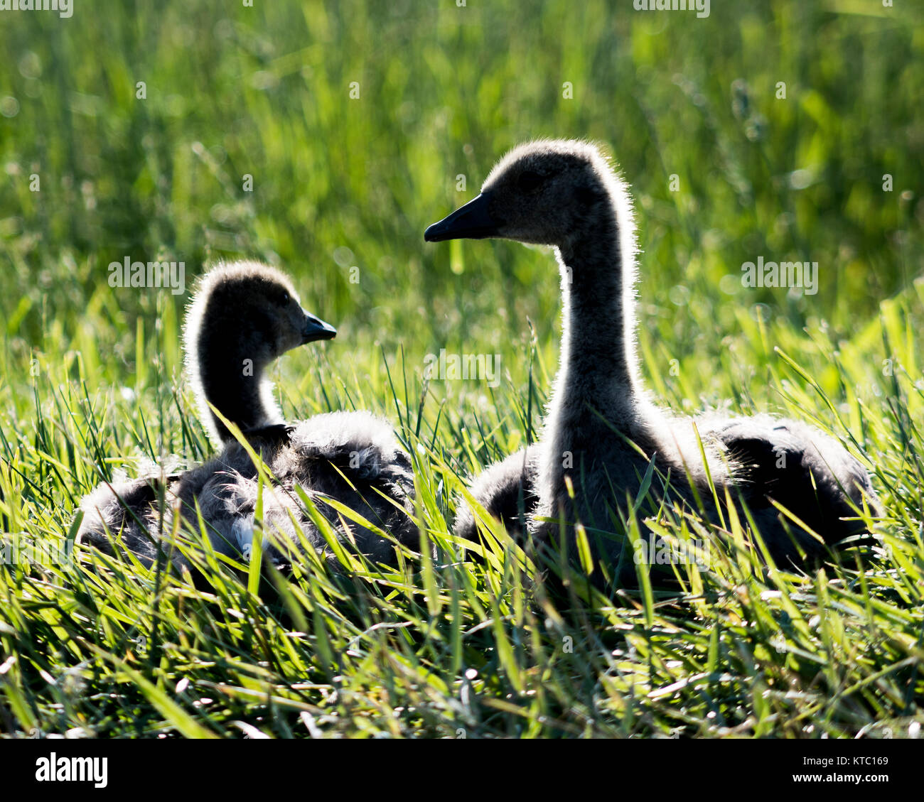 two young geese or goslings sitting in the grass in the morning sun Stock Photo