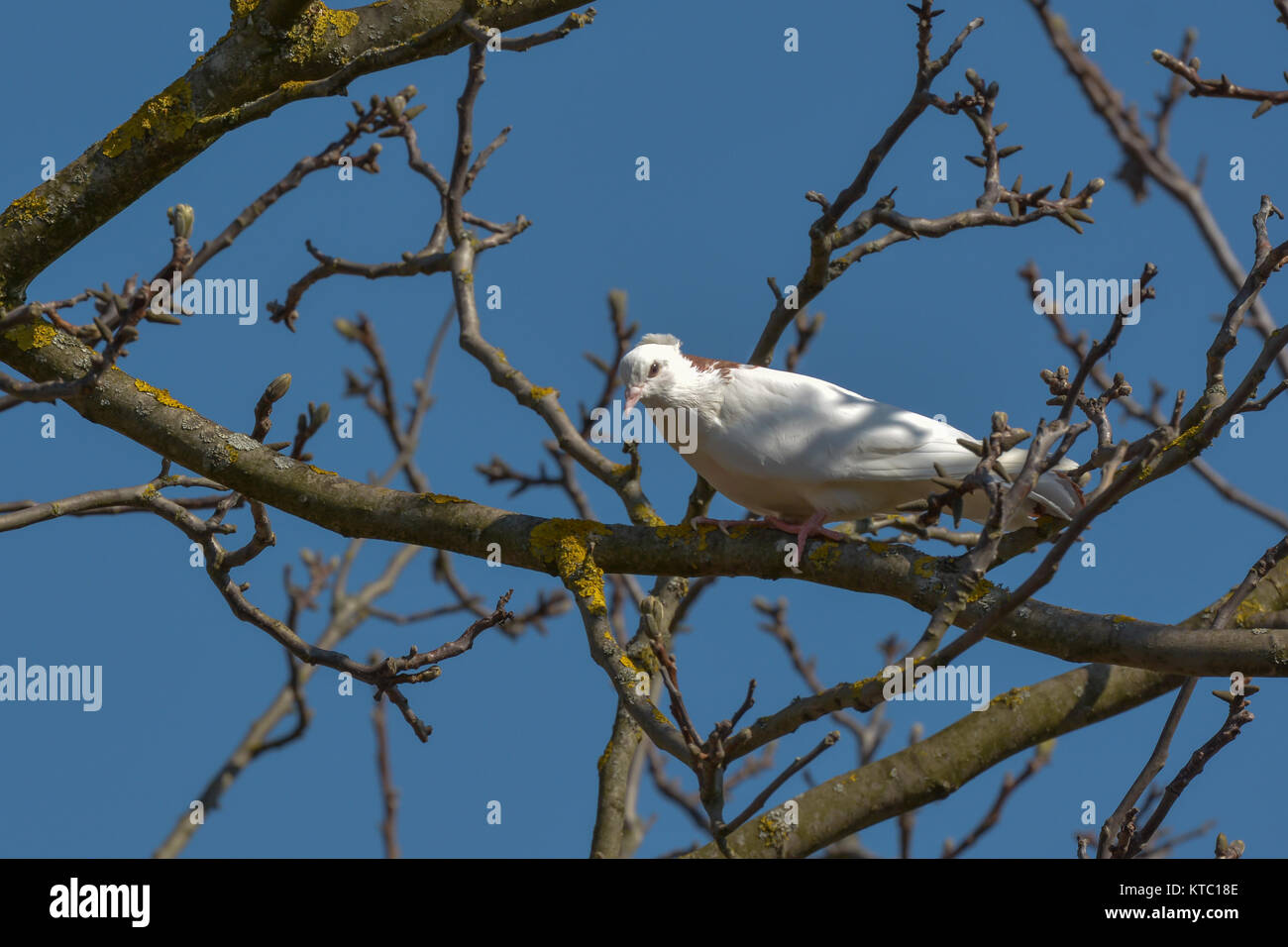white dove in the bare tree Stock Photo