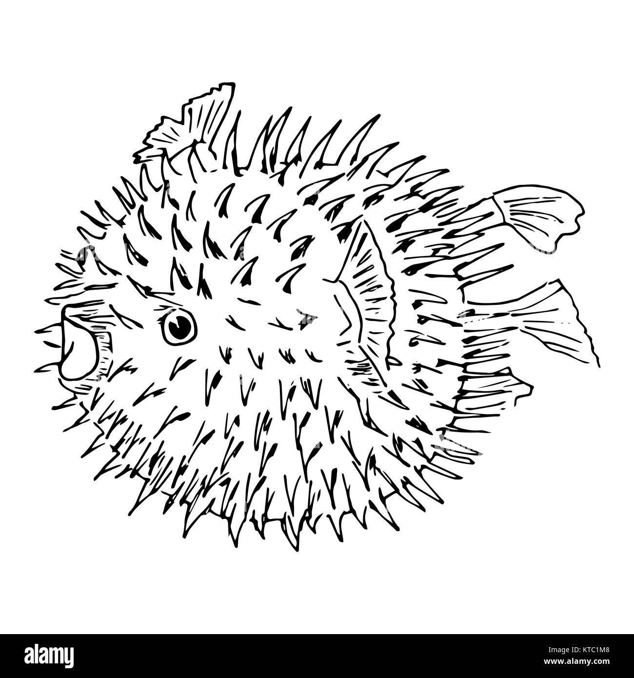 Blowfish or diodon holocanthus. Sketh illustration Stock Photo