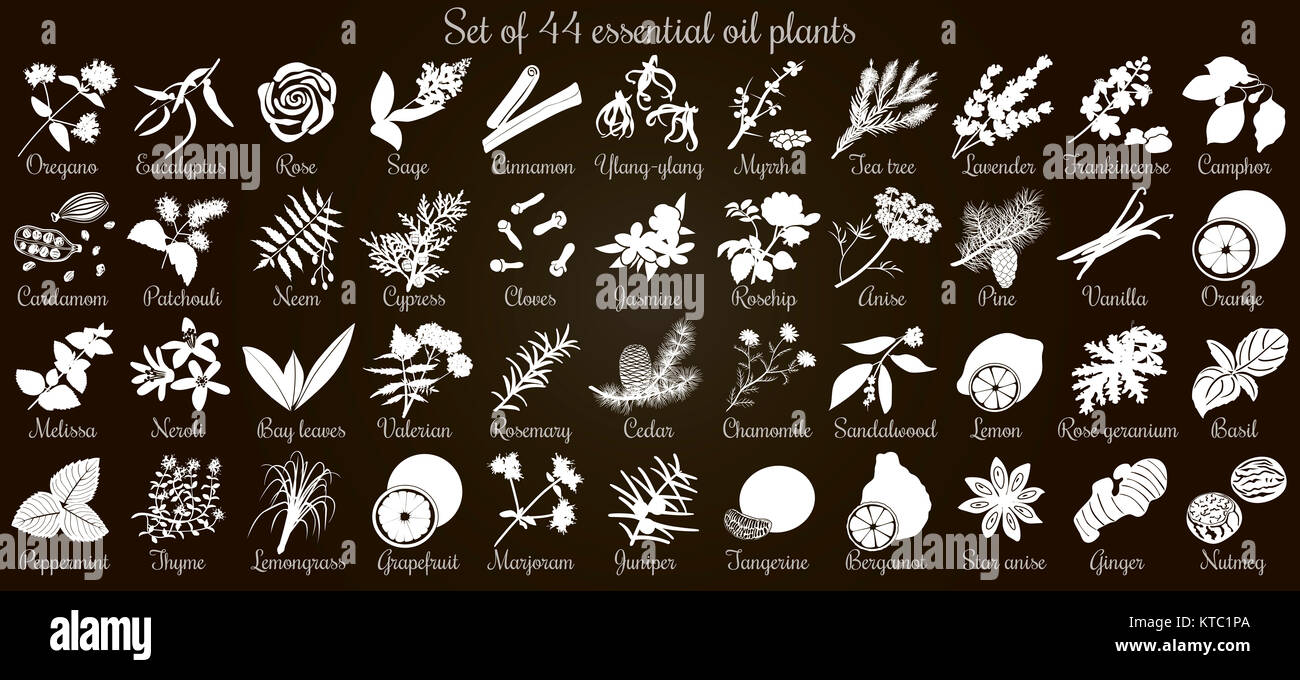 Big vector set of 44 flat style essential oil plants. White Silhouettes on black Stock Photo