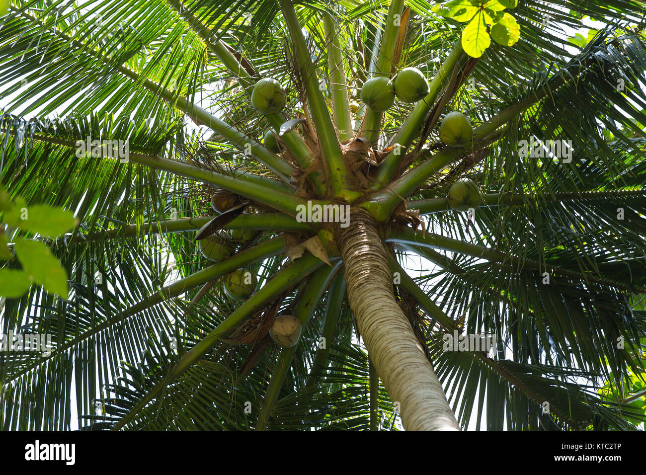 Coconut palm tree Stock Photo - Alamy