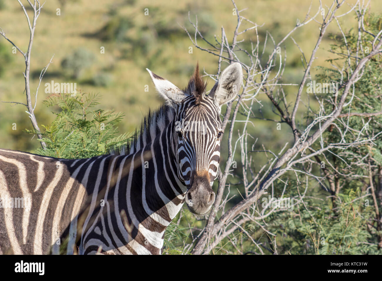 Burchells zebra (Equus quagga Stock Photo - Alamy