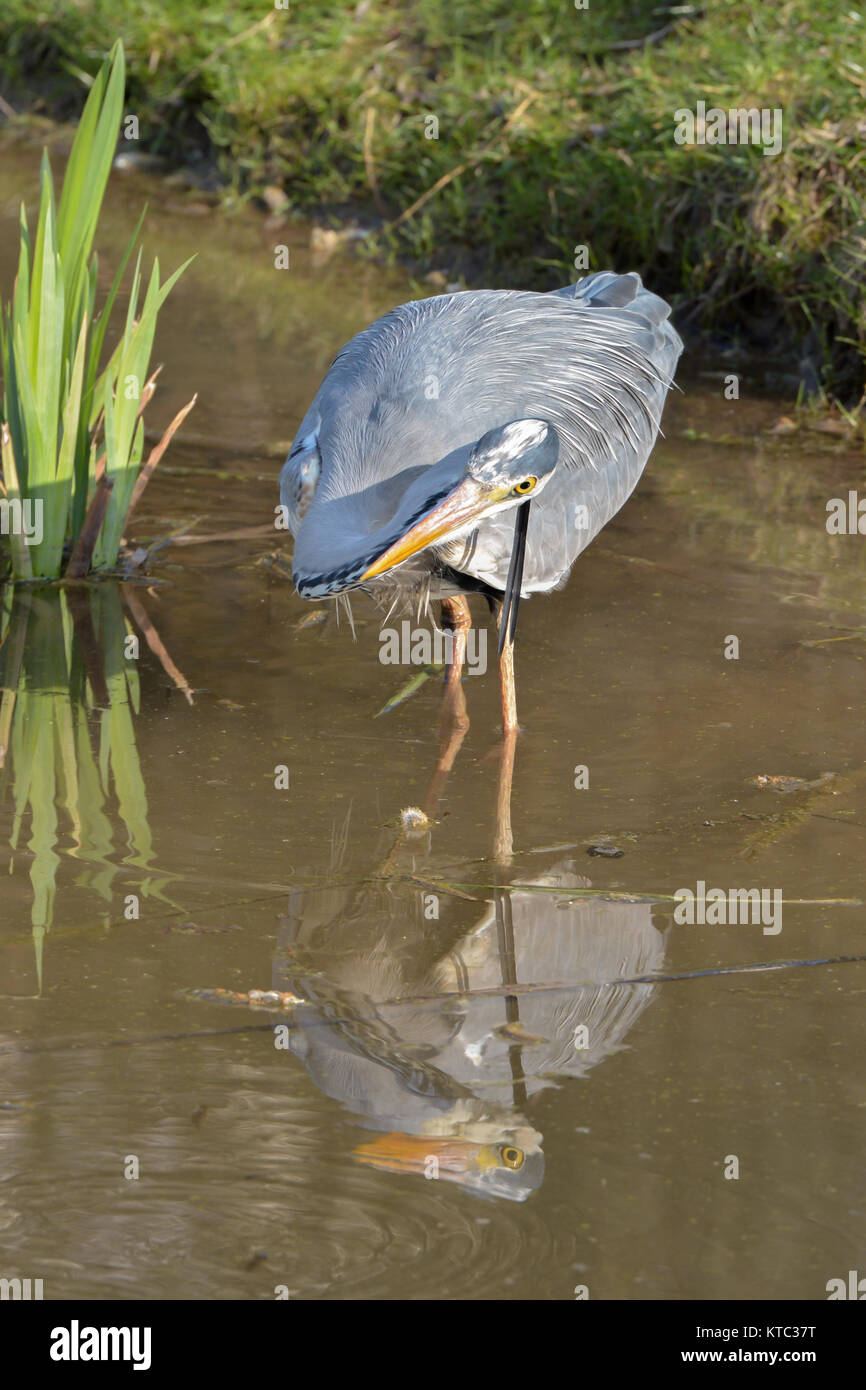 grey herons hunting in the pond Stock Photo Alamy