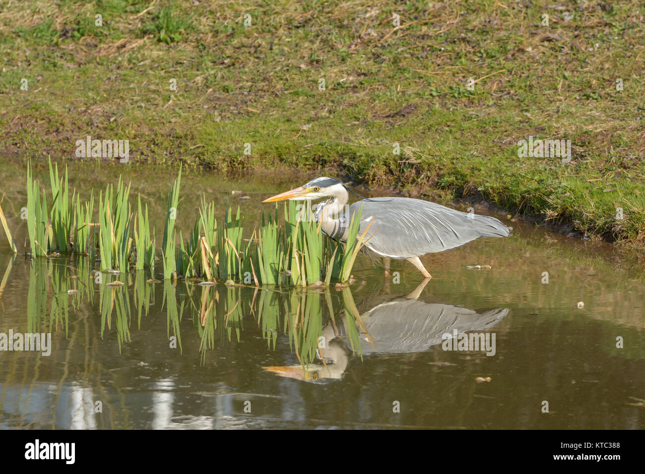 grey herons hunting in the pond Stock Photo - Alamy