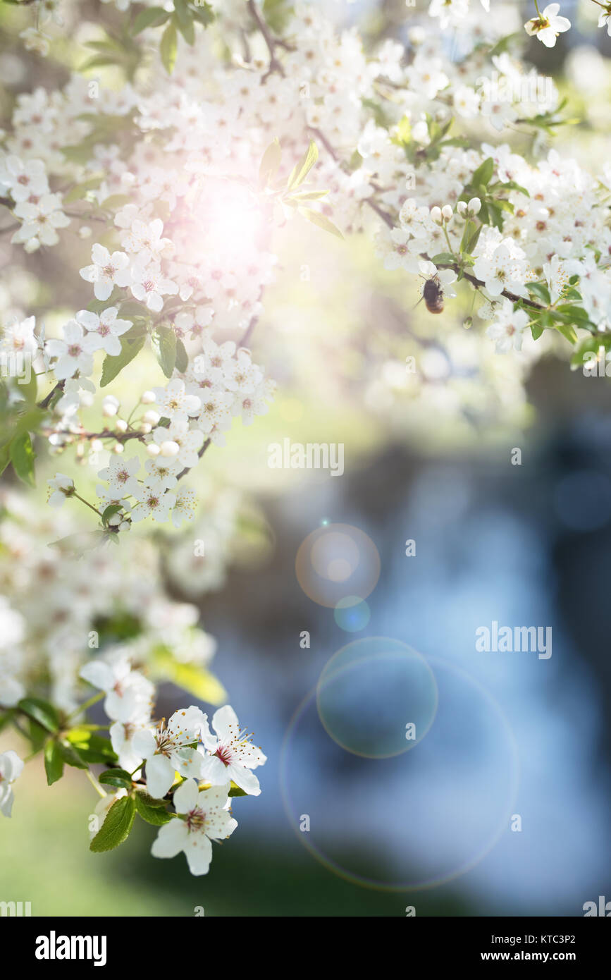 Bee on cherry blossoms in spring with sun and bokeh Stock Photo