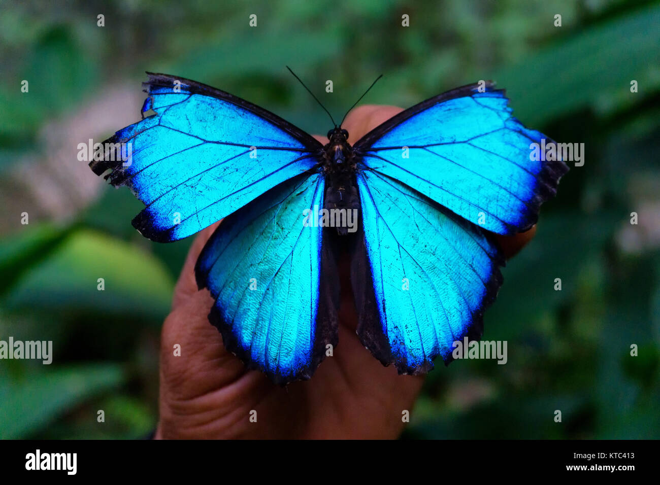 Blue morpho butterfly amazon hires stock photography and images Alamy
