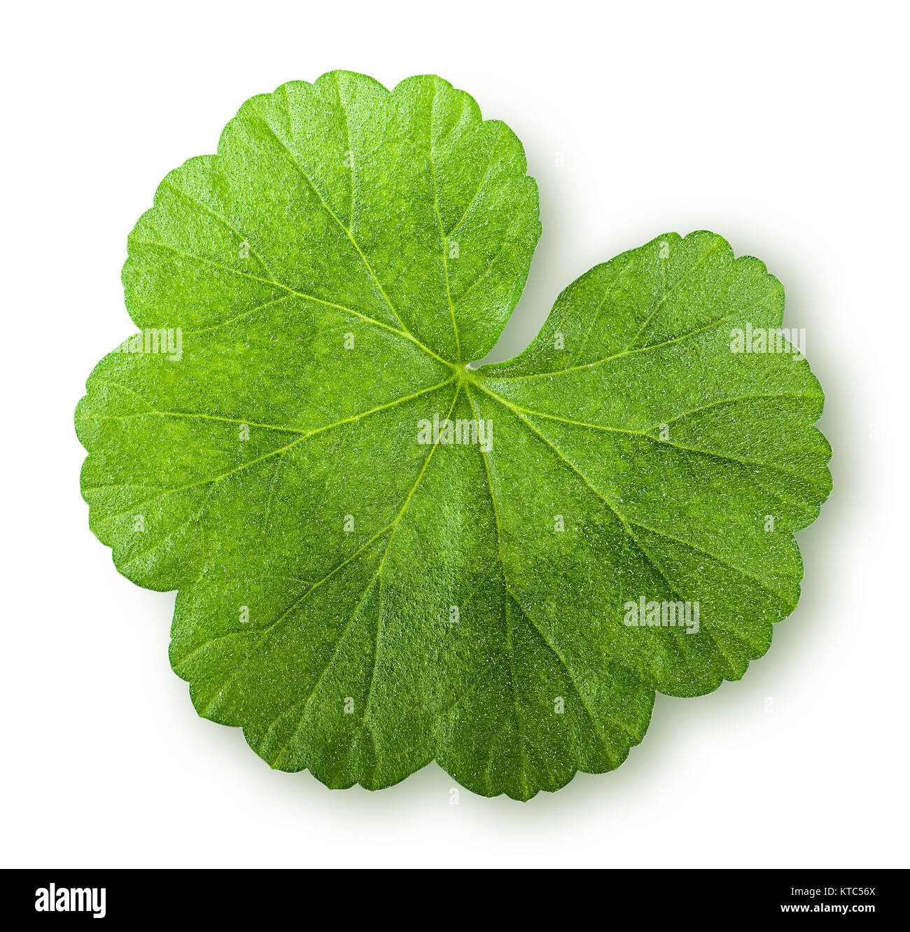 Geranium Top