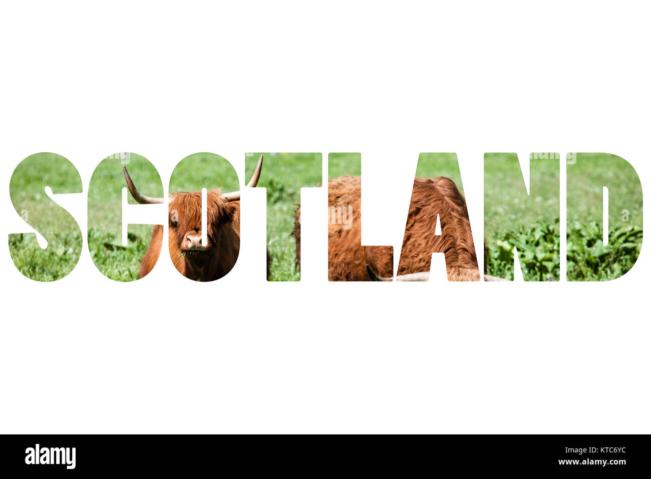 Word SCOTLAND over Scottish highland cow over green grass Stock Photo