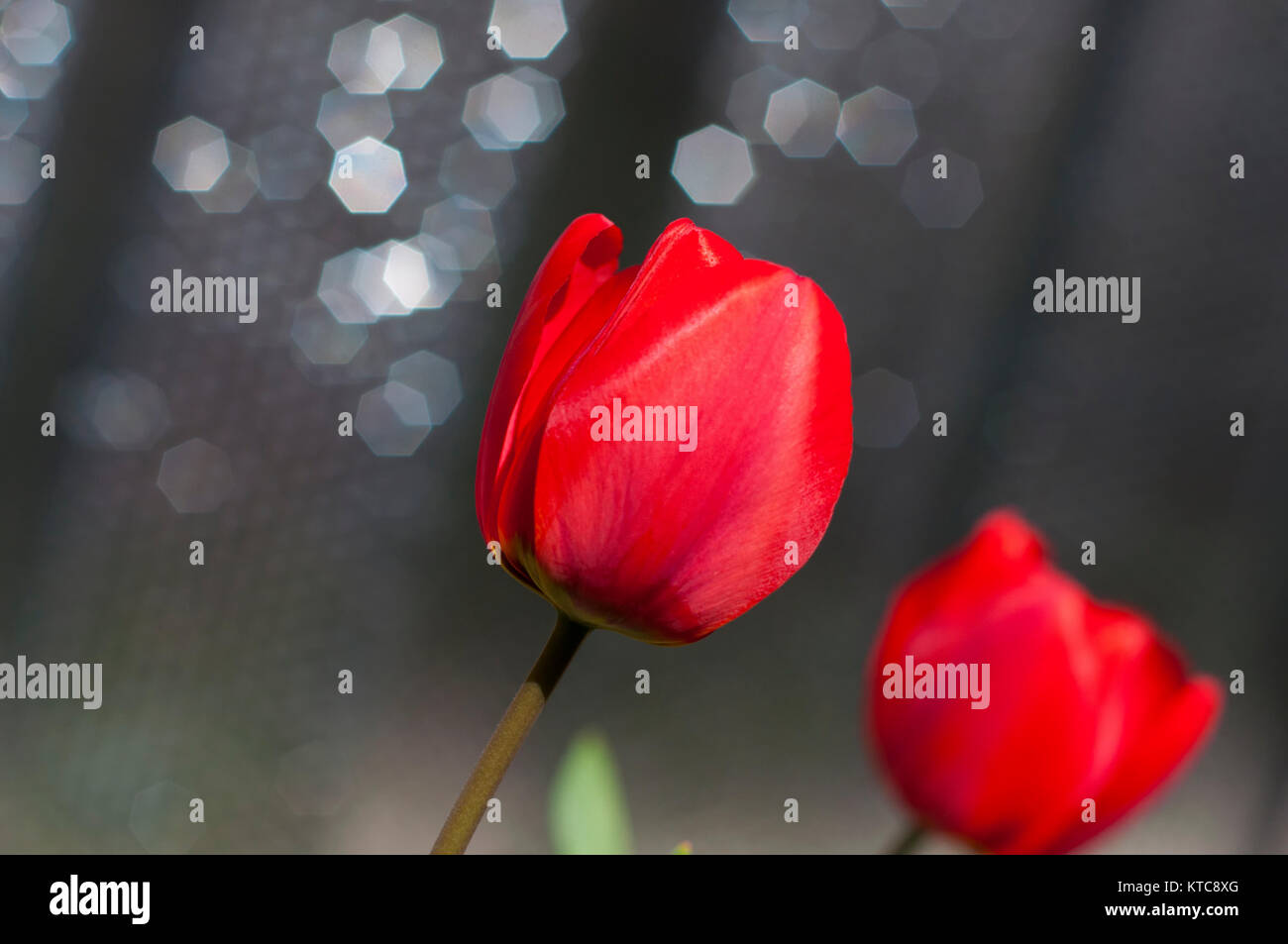 Red tulip , close up Stock Photo - Alamy