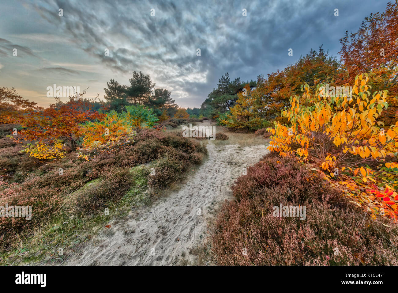 Colorful Autumn heathland landscape with colorful leaves on trees in Drenthe, Netherlands Stock Photo