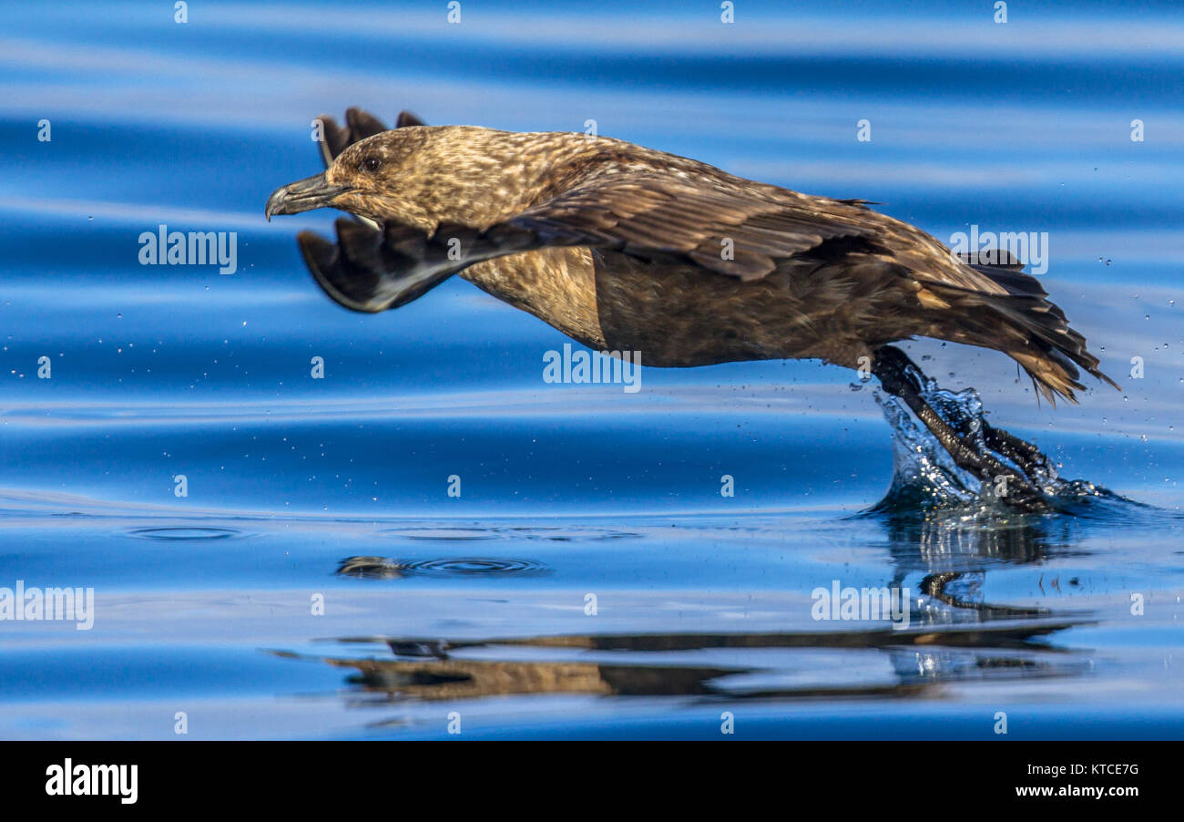 Wild birds Stock Photo
