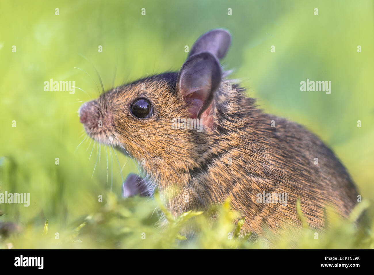 Head of Cute Wood mouse (Apodemus sylvaticus) reaching out of green moss natural environment Stock Photo