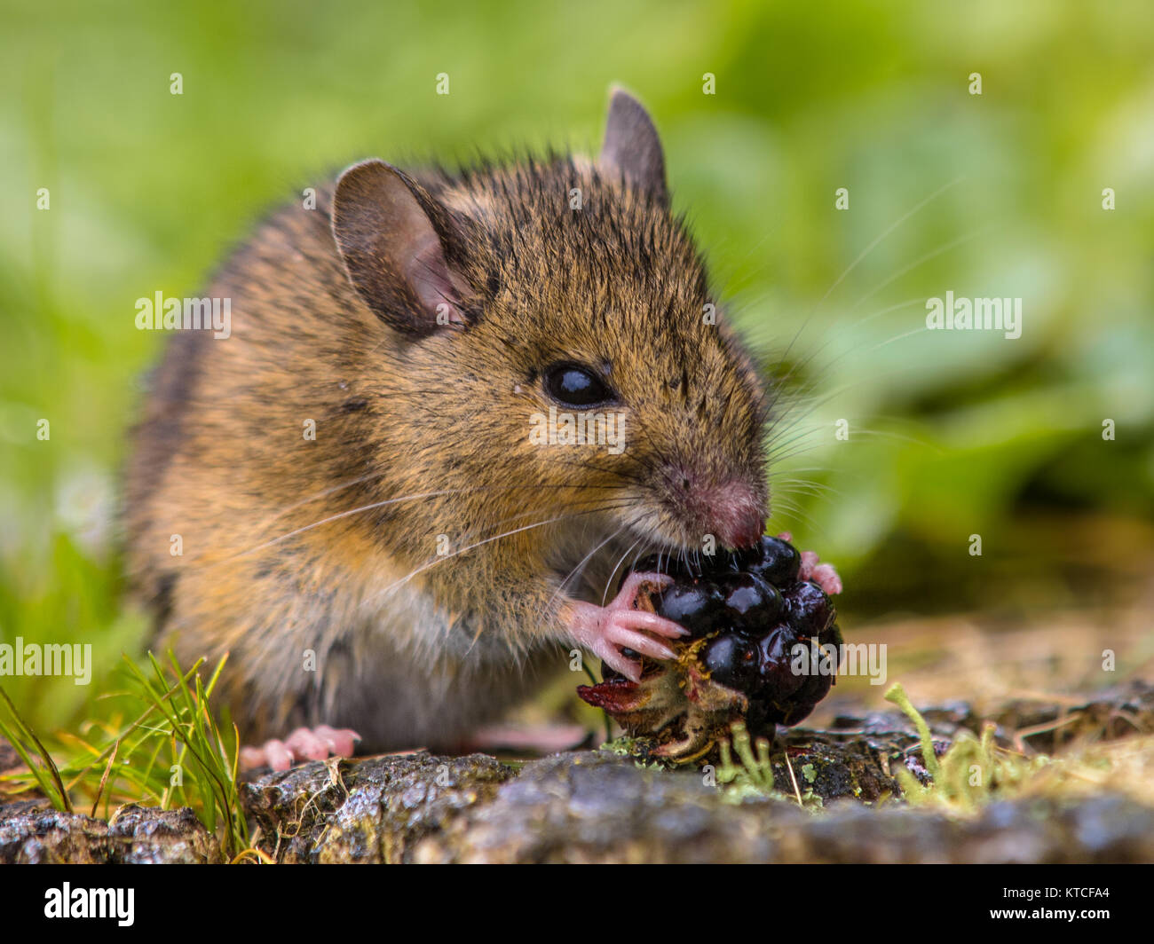 Wild wood mouse eating raspberry Stock Photo