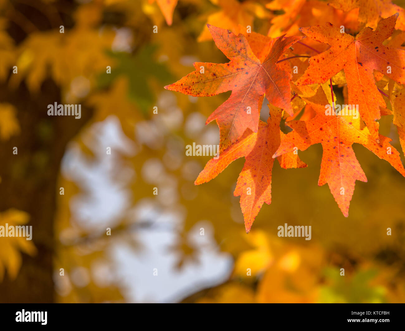 Red colored tree hi-res stock photography and images - Alamy