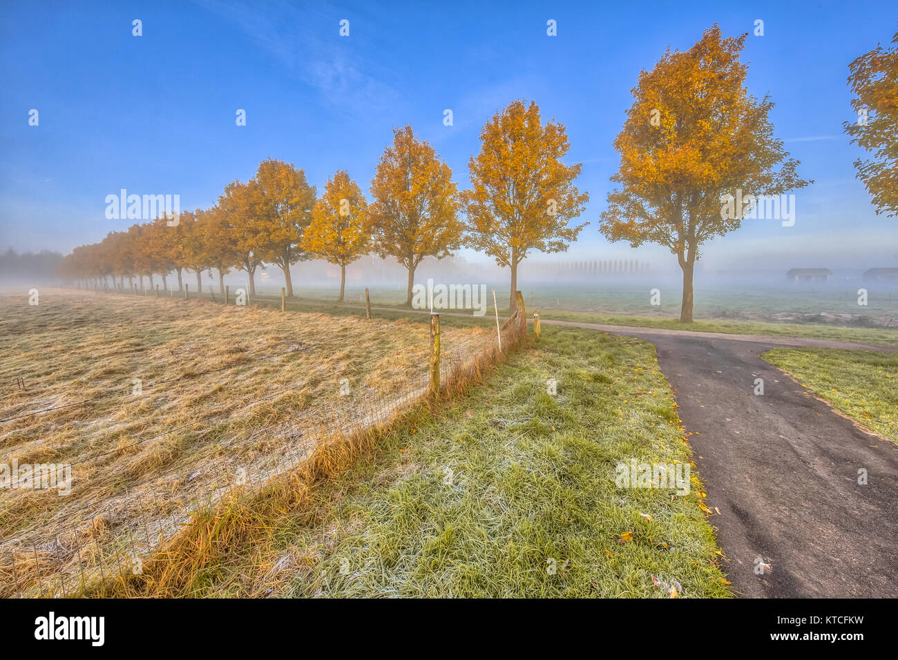 Row of yellow autumn  trees along cycling track through agricultural landscape Stock Photo