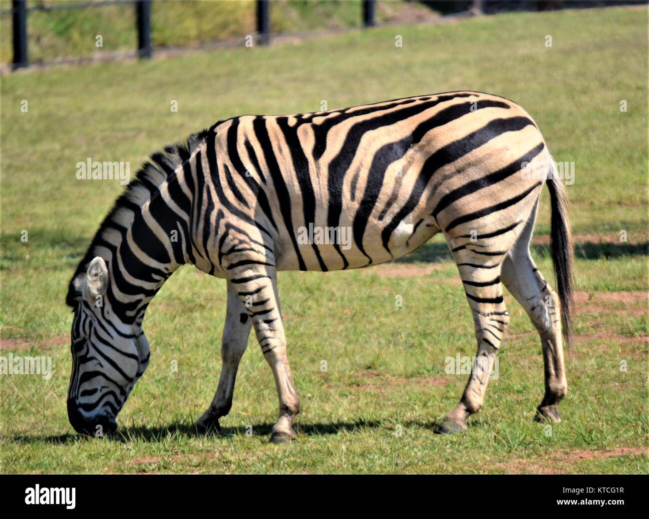 Zebra Grazing Stock Photo