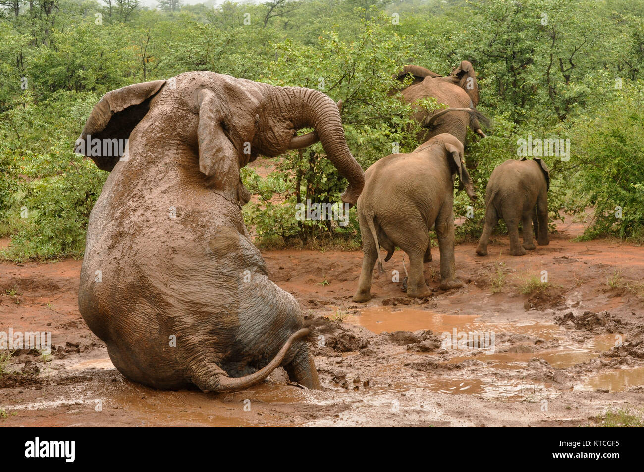 Elephant herd at natural waterhole drinking and scratching bodies in mud Stock Photo