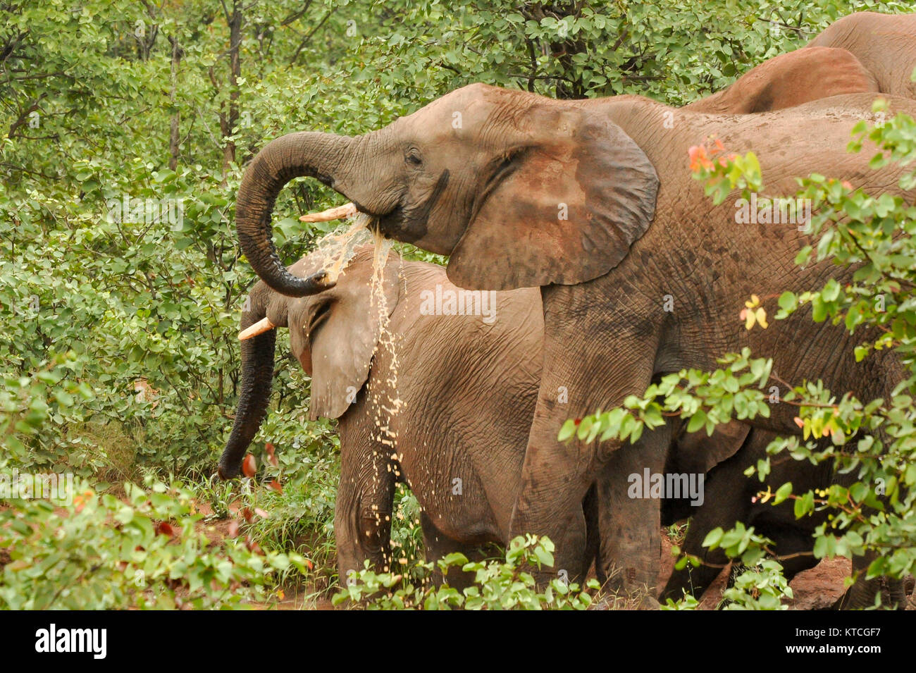 Elephant herd at natural waterhole drinking and scratching bodies in mud Stock Photo
