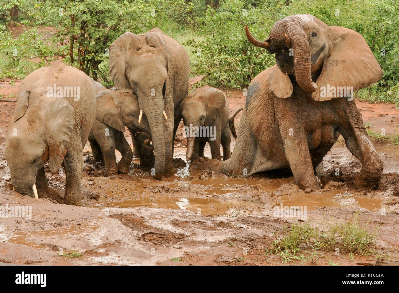 Elephant herd at natural waterhole drinking and scratching bodies in mud Stock Photo