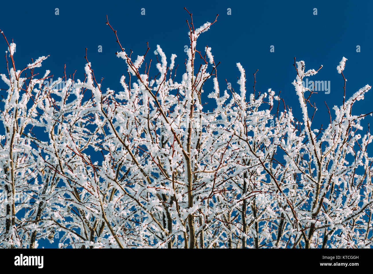 Tree branches covered with frost in winter Stock Photo - Alamy