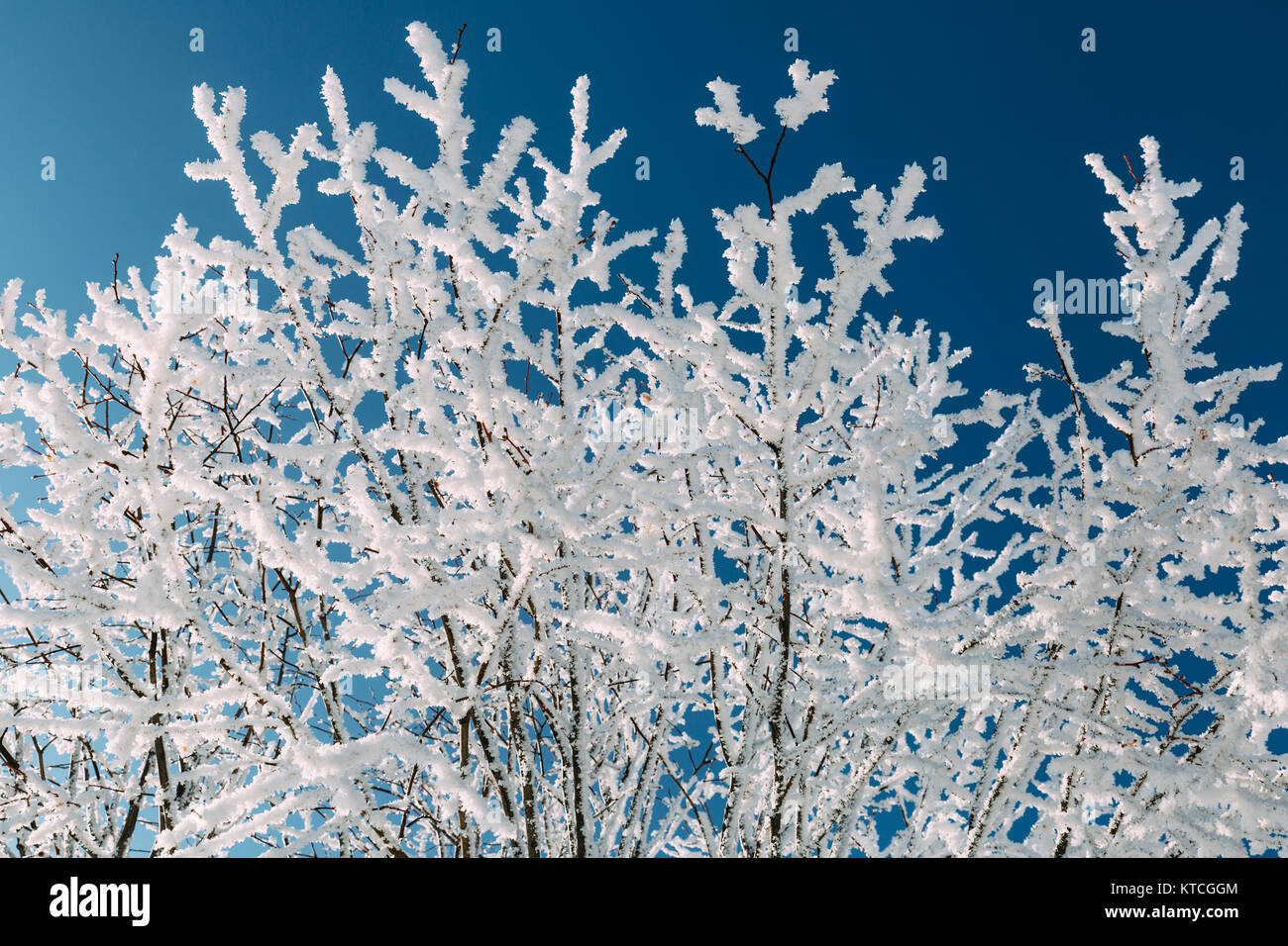 Tree branches covered with frost in winter Stock Photo - Alamy