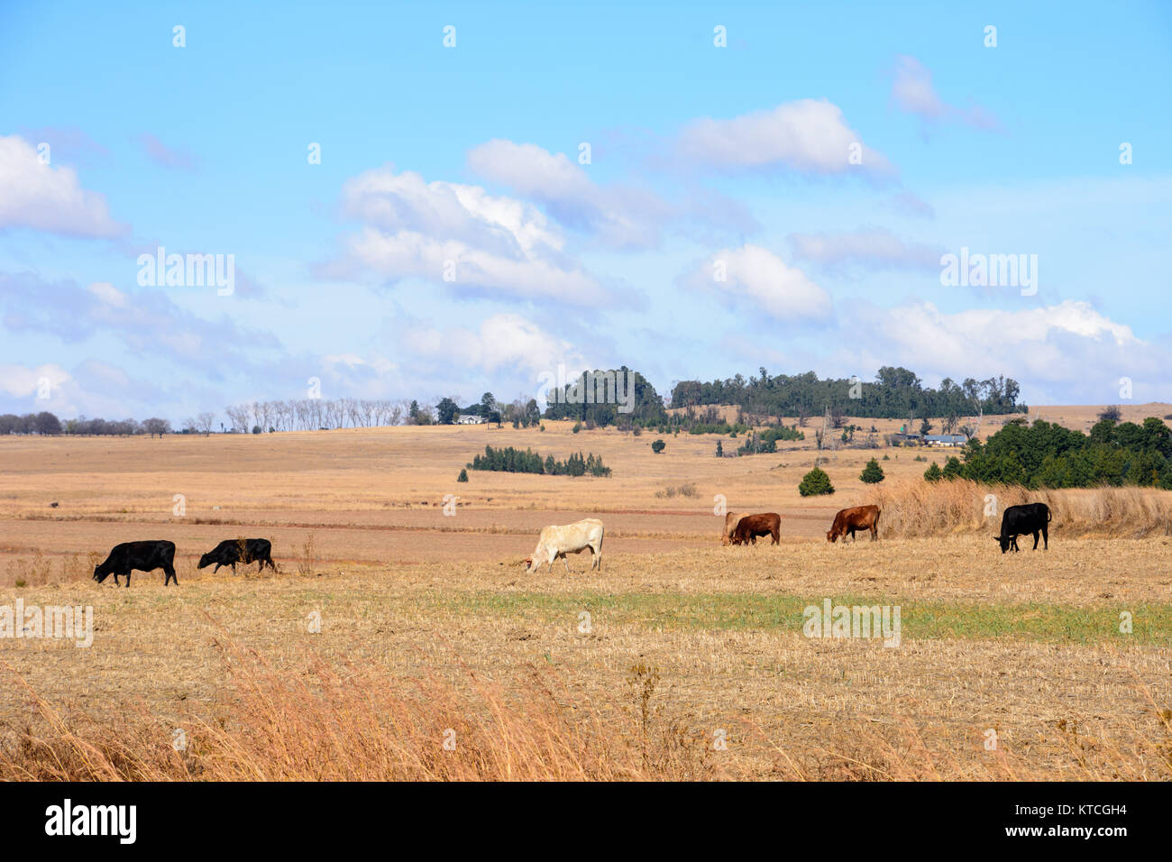 Cows on farmland feeding on old corn stalks with clear blue sky with white clouds, South africa Stock Photo