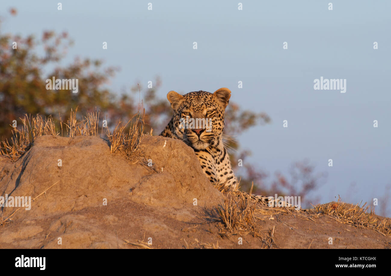 Leopard in beautiful sunlight lying on termite mount and staring straight ahead Stock Photo
