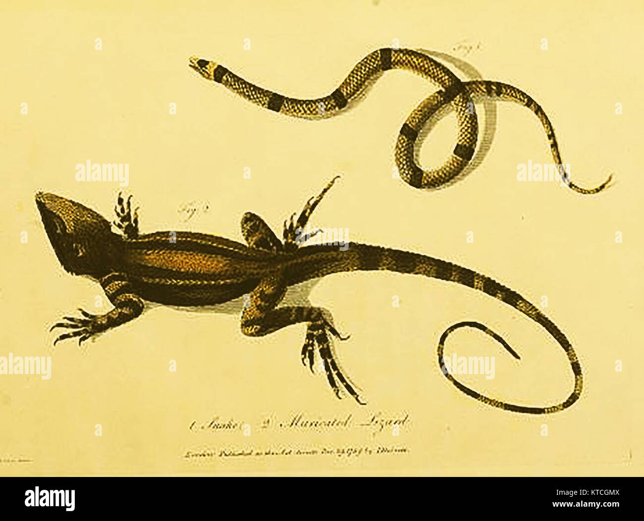 Australian wildlife - Muricated lizard and snake(from ' Journal of a voyage to New South Wales...' )  by John White 1790 Stock Photo