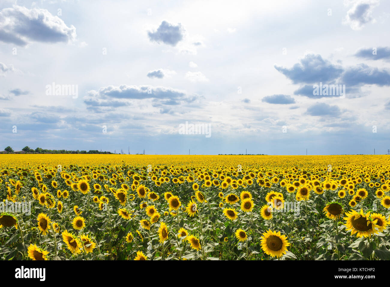 Blooming Sunflowers field after rain, summer landscape Stock Photo Alamy
