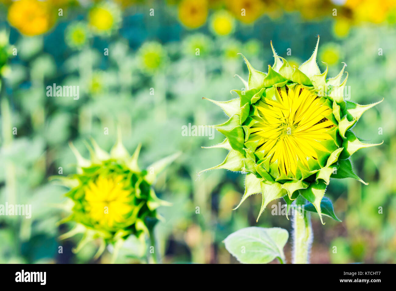 young sunflower in the field on a sunny day Stock Photo - Alamy