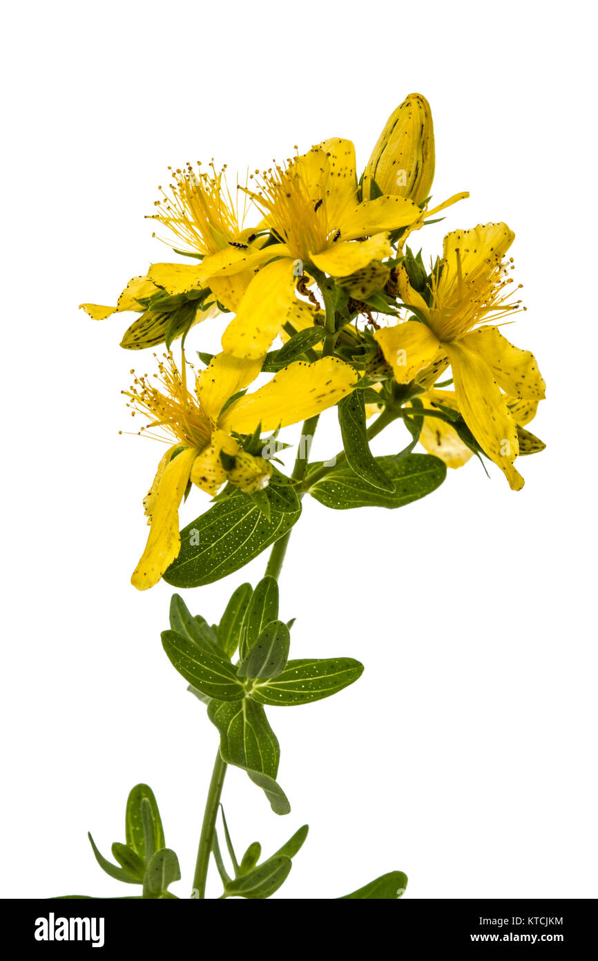 Flowers  of St. John's wort (Hypericum perforatum), isolated on white background Stock Photo