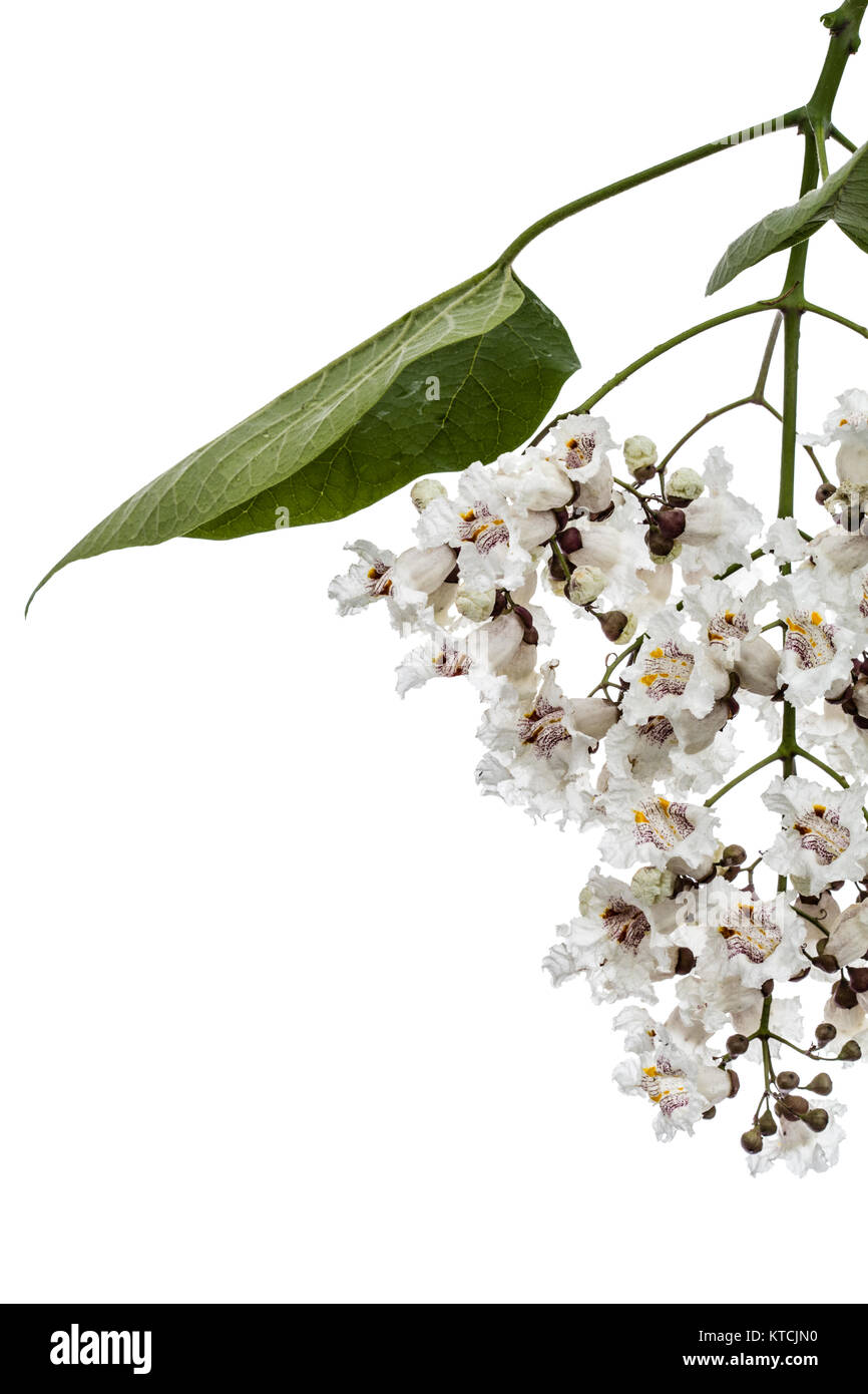 Flowering tree of Catalpa, lat. Catalpa speciosa, isolated on white background Stock Photo