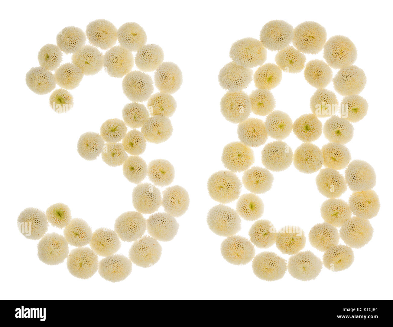 Arabic numeral 38, thirty eight, from cream flowers of chrysanthemum ...