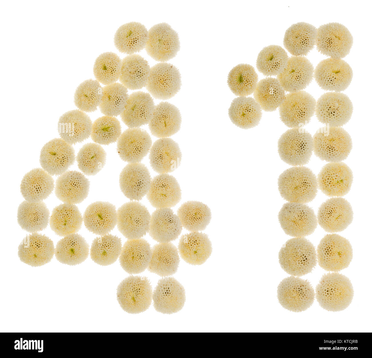 Arabic numeral 41, forty one, from cream flowers of chrysanthemum ...