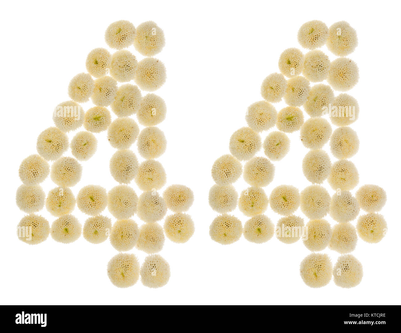 Arabic numeral 44, forty four, from cream flowers of chrysanthemum ...